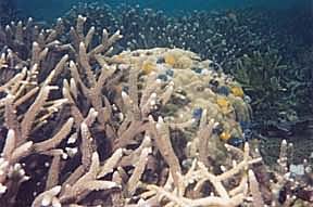 Staghorn & Boulder corals with Christmas tree tubeworms