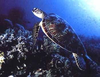 Hawksbill turtle