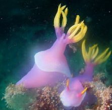Nudibranch - image by Andrew Kemp