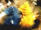 Christmas tree tubeworm close up