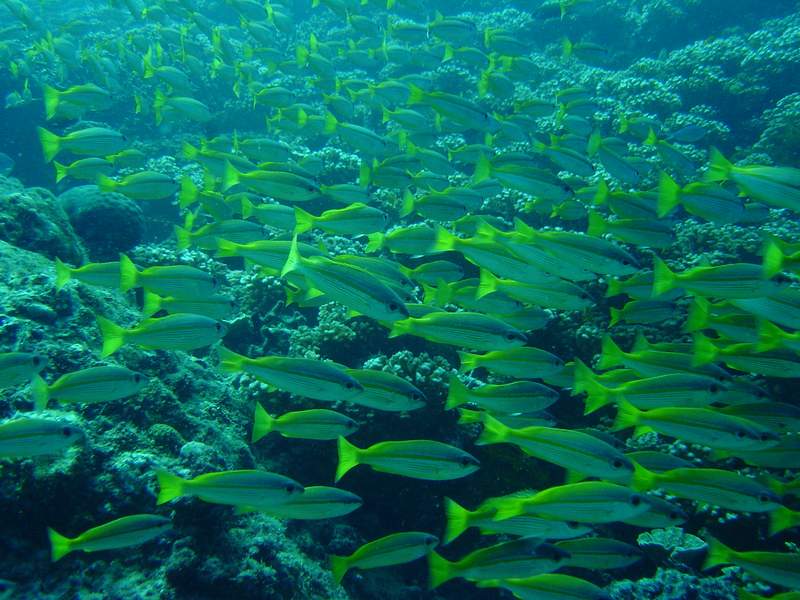 School of yellowtail - image by Roger Surieux