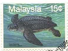 Leatherback Turtle