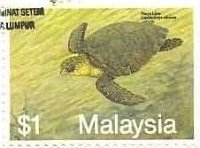 Olive Ridley